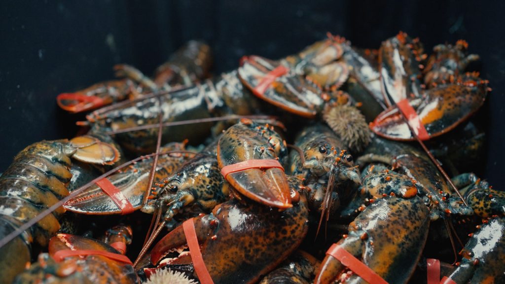 A close-up of freshly caught lobsters, harvested by the Warford family. Glistening with oceanic splendor, these crustaceans bear testament to the Warfords' skill and dedication as fish harvesters. Each lobster is a jewel of the sea, destined to delight palates and sustain livelihoods in coastal communities. Join us in savoring the essence of Newfoundland's maritime bounty, as captured in this vivid snapshot of the Warford family's haul.